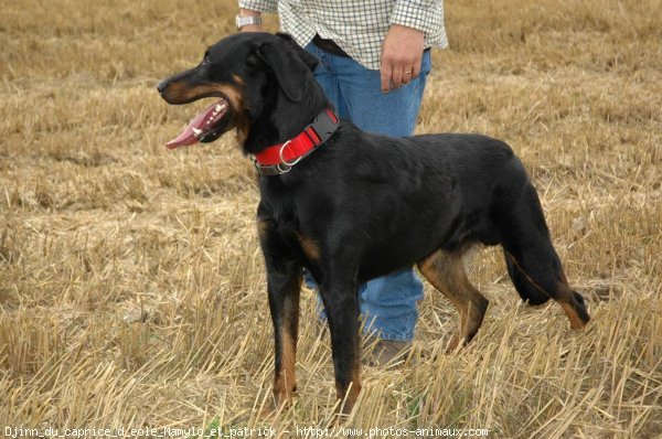 Photo de Berger de beauce