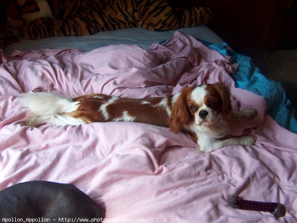 Photo de Cavalier king charles spaniel