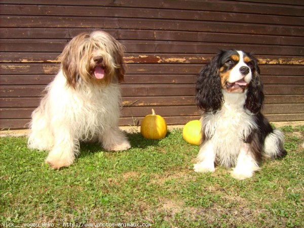 Photo de Cavalier king charles spaniel