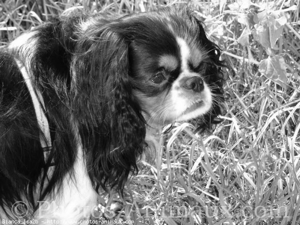 Photo de Cavalier king charles spaniel