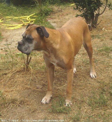 Photo de Boxer