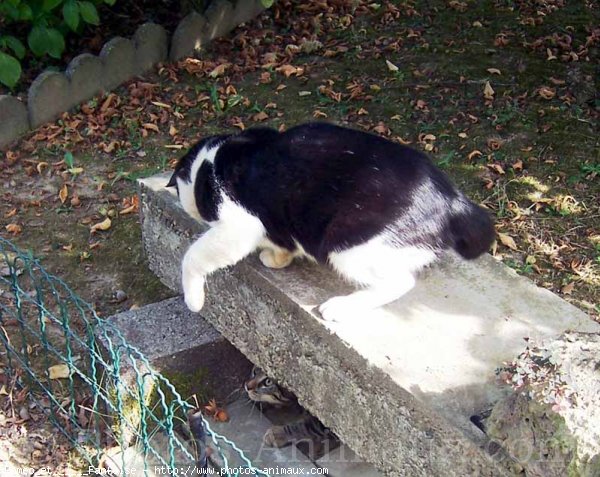 Photo de Chat domestique