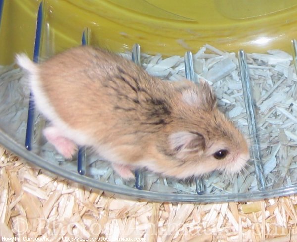 Photo de Hamster