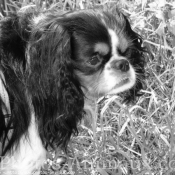 Photo de Cavalier king charles spaniel