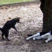 Photo de Chat domestique