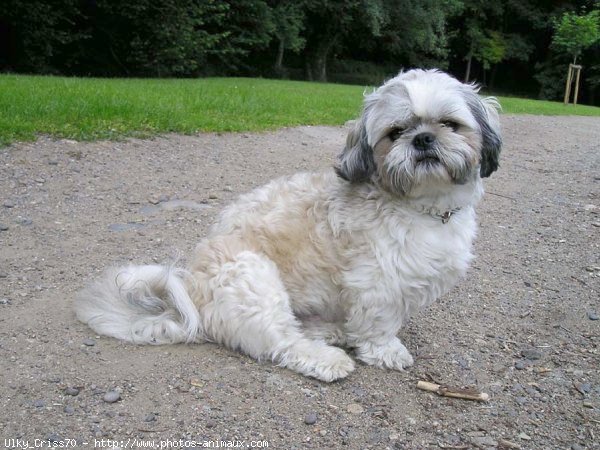 Photo de Shih tzu