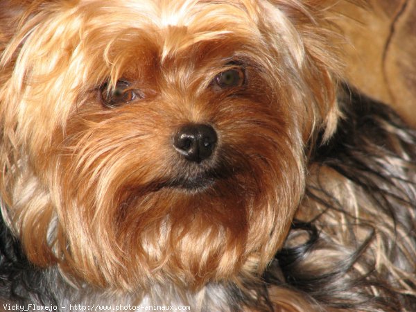 Photo de Yorkshire terrier