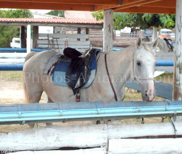 Photo de Camargue