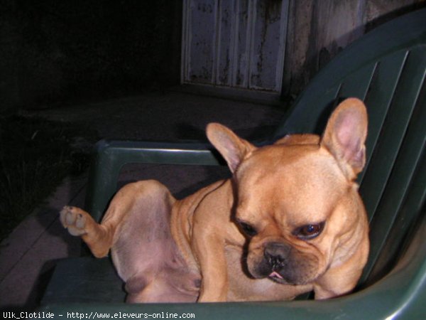 Photo de Bouledogue franais