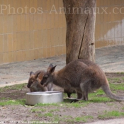 Photo de Wallaby