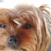 Photo de Yorkshire terrier