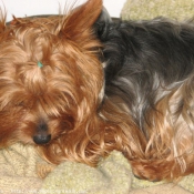 Photo de Yorkshire terrier