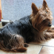 Photo de Yorkshire terrier