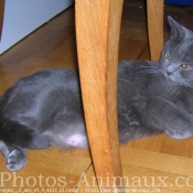 Photo de Chartreux