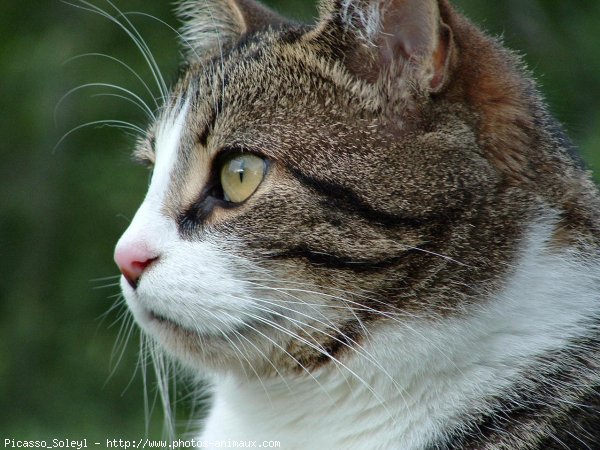 Photo de Chat domestique