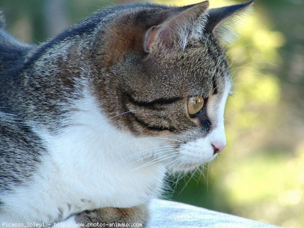 Photo de Chat domestique