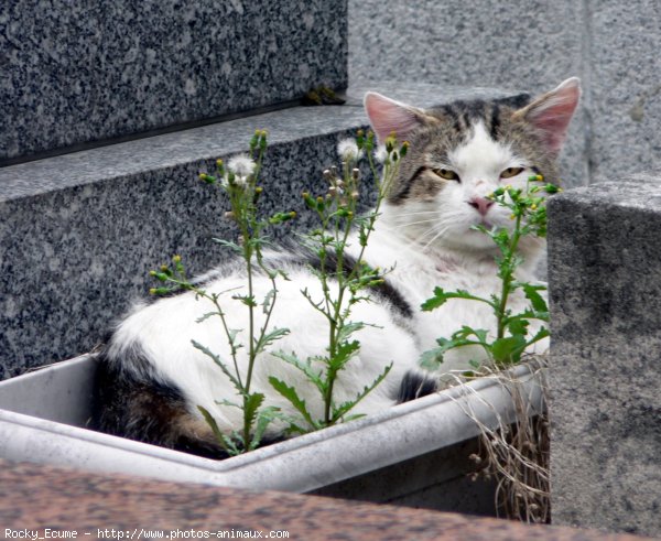 Photo de Chat domestique