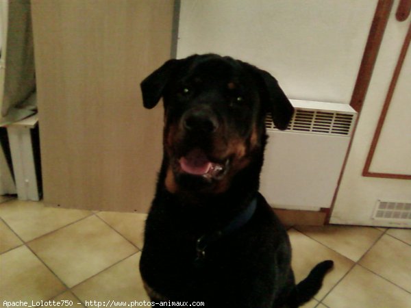 Photo de Rottweiler