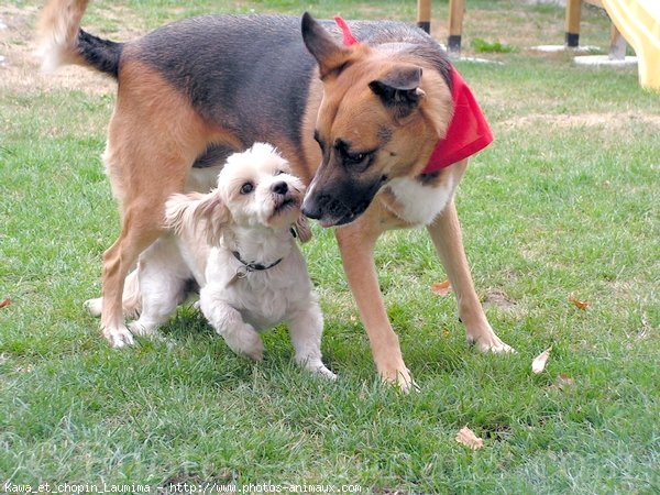 Photo de Races diffrentes