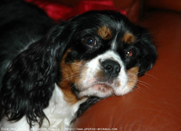 Photo de Cavalier king charles spaniel