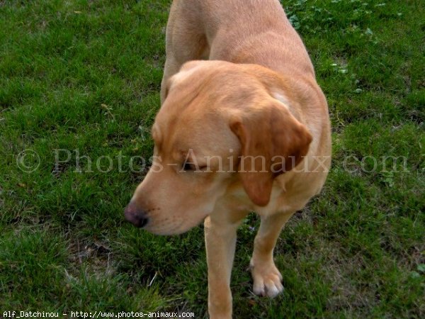 Photo de Labrador retriever