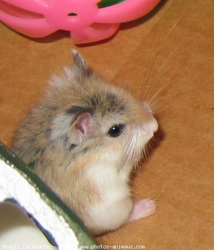 Photo de Hamster