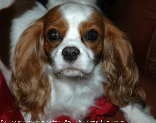 Photo de Cavalier king charles spaniel