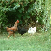 Photo de Poule