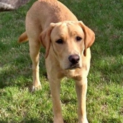 Photo de Labrador retriever