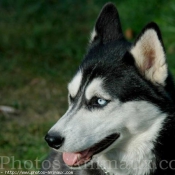 Photo de Husky siberien