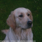 Photo de Golden retriever