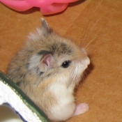 Photo de Hamster