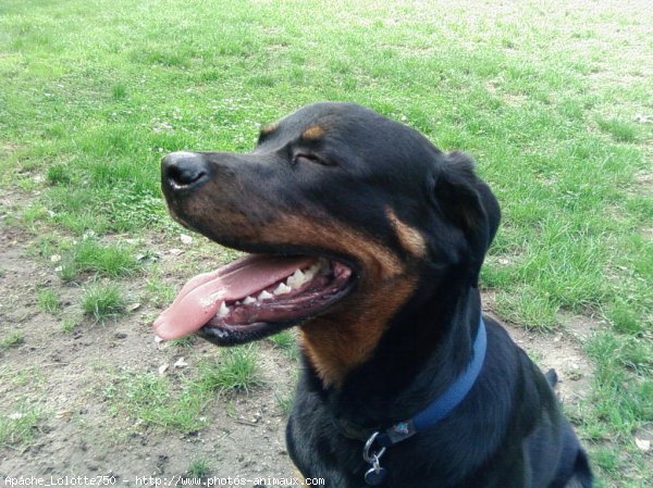 Photo de Rottweiler