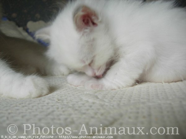 Photo de Ragdoll