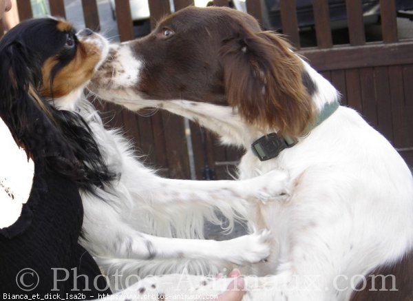 Photo de Races diffrentes