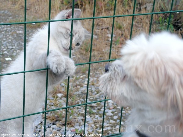 Photo de Races diffrentes