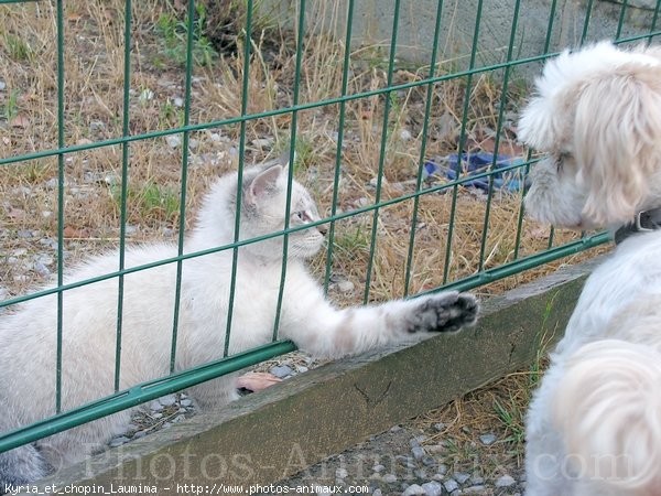 Photo de Races diffrentes