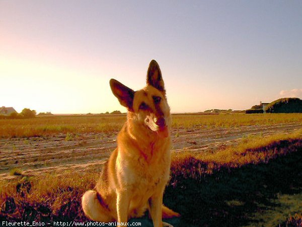 Photo de Berger allemand  poil court