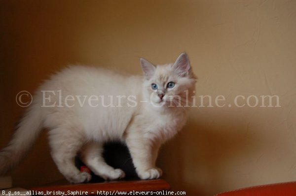 Photo de Sacr de birmanie