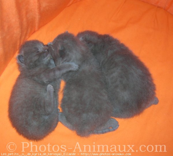 Photo de Chartreux