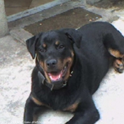 Photo de Rottweiler