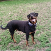 Photo de Rottweiler