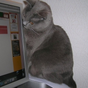 Photo de Chartreux