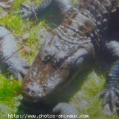 Photo de Crocodile