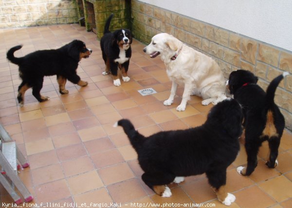 Photo de Races diffrentes