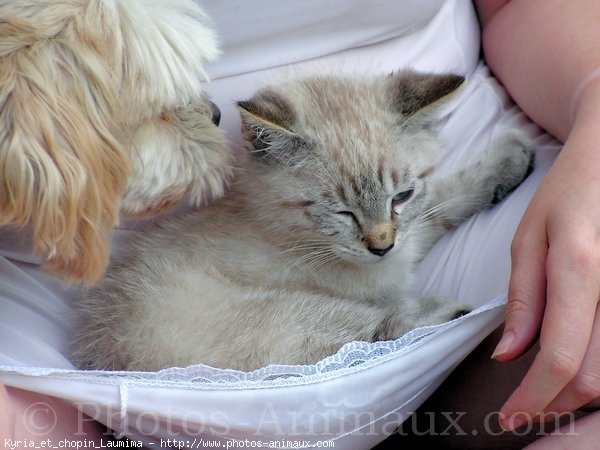 Photo de Races diffrentes