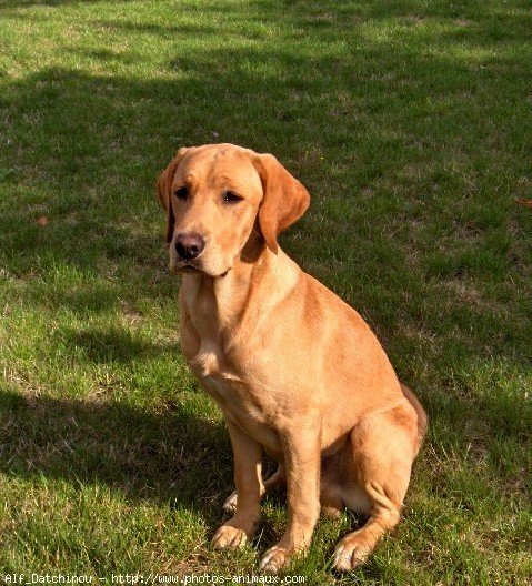 Photo de Labrador retriever