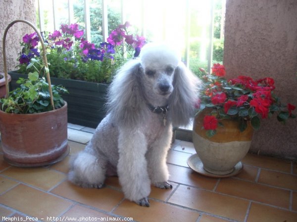 Photo de Caniche moyen