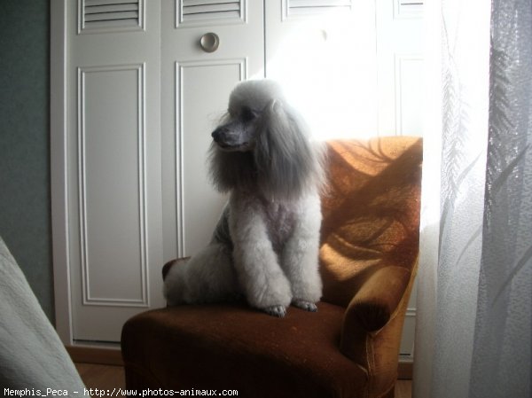 Photo de Caniche moyen