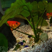 Photo de Poissons rouges